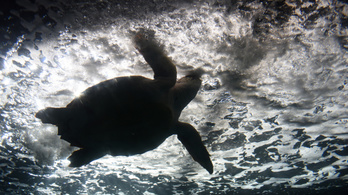 Agresszív teknősök támadtak fürdőzőkre a magyarok egyik kedvenc nyaralóhelyén