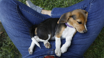 Négyezer hányatott sorsú beagle-nek lett új családja