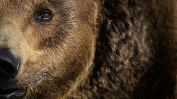Elkapták a medvét, amelyet évek óta keresnek sorozatos betörések miatt