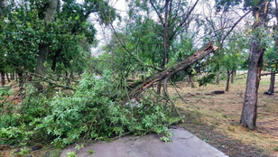 A Hortobágyi Vadaspark is elszenvedte a vihar pusztításait, de most jó hírt közölt