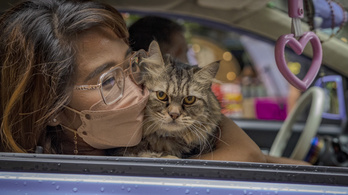 Ma van a macskák világnapja, íme pár tipp az autóban szállításukhoz