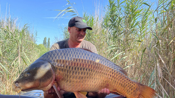 Hatalmas méretű, 26 kilós halat fogtak ki a Balatonból