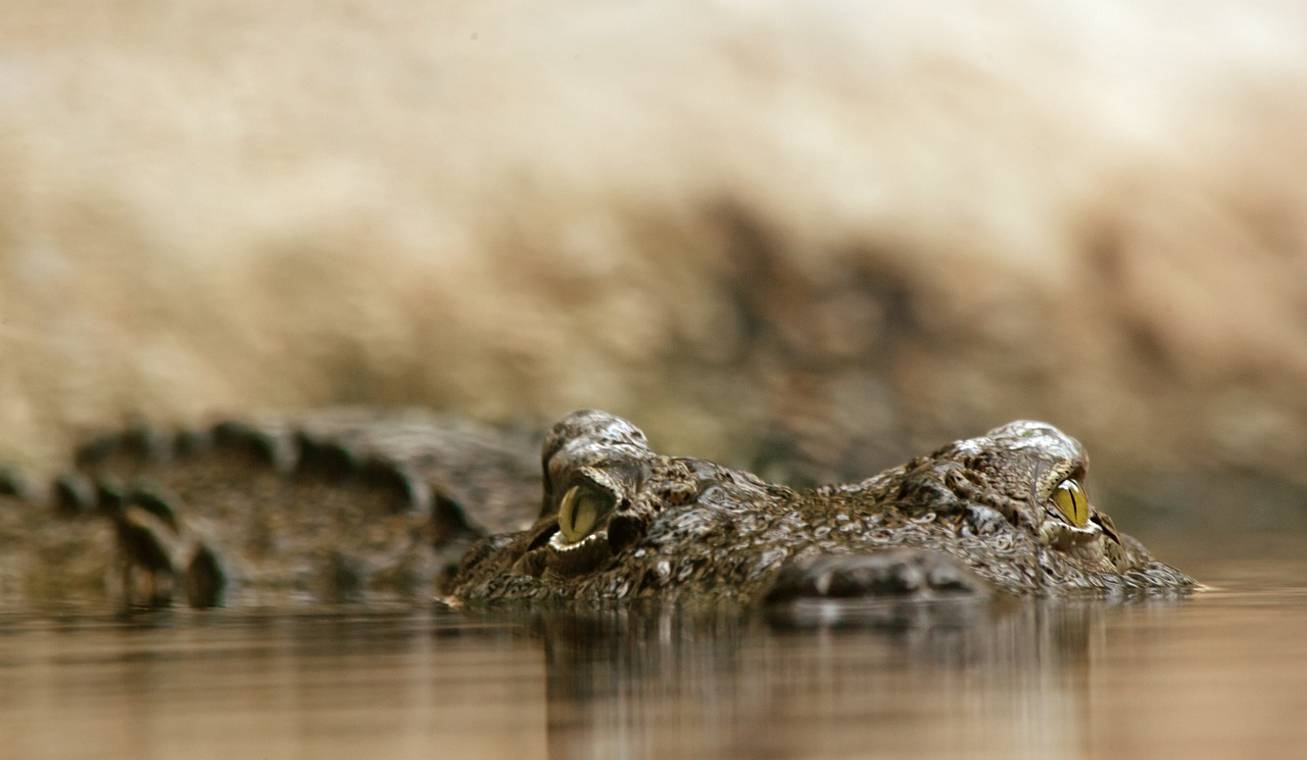 Krokodiltámadás túlélése