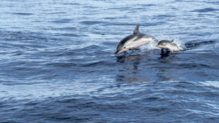 Lelőttek egy delfint Horvátországban