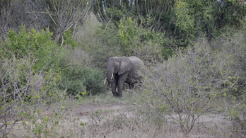 Elefántok szöktek ki egy nemzeti park területéről Ugandában, két embert megöltek