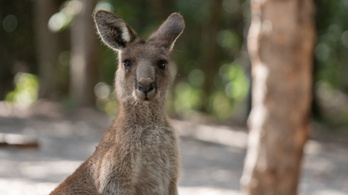 Párt keresnek a magára maradt móri kengurunak