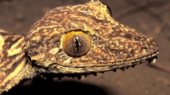 Egy új, madagaszkári gekkófajt azonosítottak