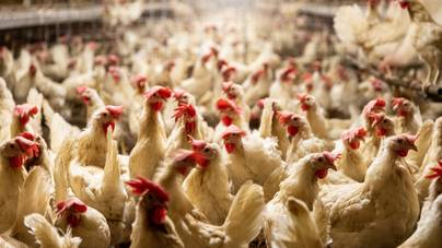 Sokkal több csirketollat eszel, mint valaha gondoltad volna: az élelmiszeripar sötét titkai