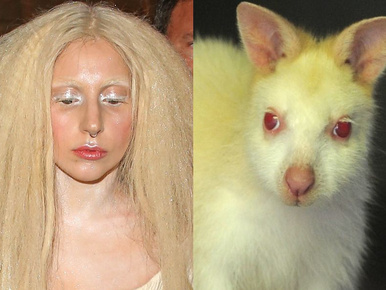 Lady Gaga főleg albínó állatokra hasonlít