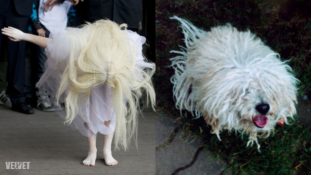 Gaga, illetve kollégánk kutyája, Prücsike (kivétel, merthogy nem albínó)