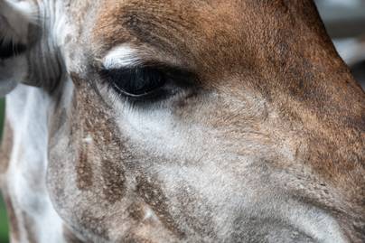 Döbbenetes külsejű zsiráfbébi született egy amerikai állatkertben: fotók készültek az állatról