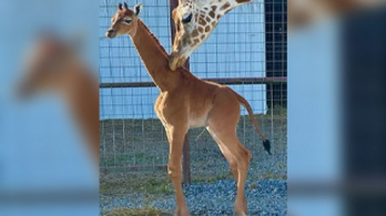 Különleges, folt nélküli zsiráf született egy állatkertben