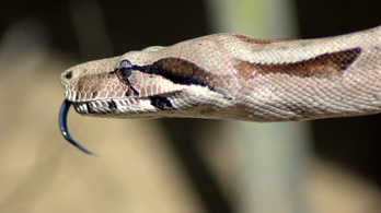 Kétméteres kígyót talált egy zuglói férfi a kerti kanapéjában