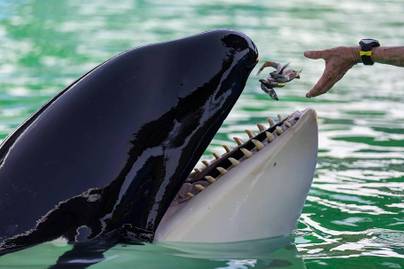 Szívszorítóan sokáig élt fogságban ez a gyönyörű bálna: tragikus véget ért Lolita története