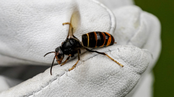 Retteghetnek a méhészek: újfajta lódarázs jelent meg Magyarországon
