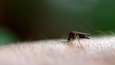 A hőség az oka: ilyen veszélyes vírusokat terjesztenek a szúnyogok