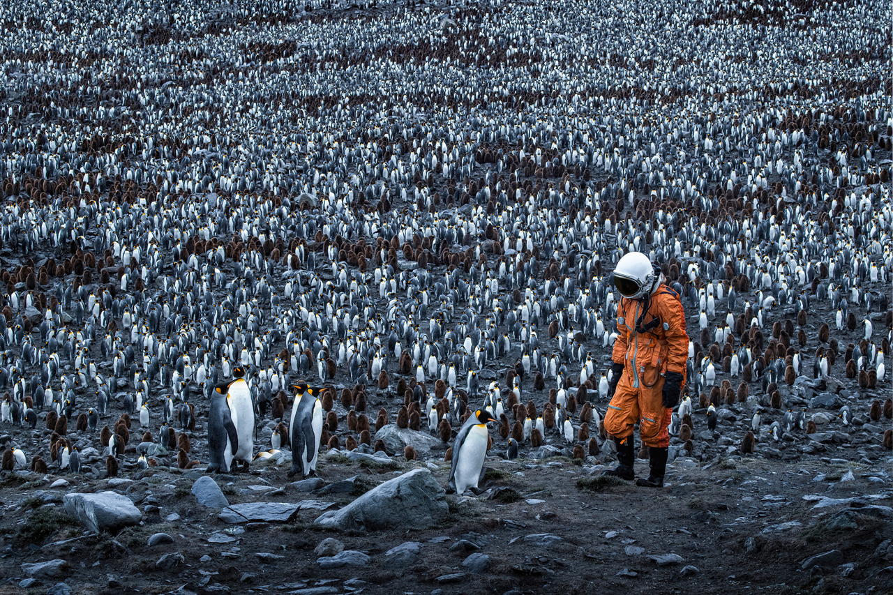 Idegenszerű királypingvinek hatalmas kolóniája az Antarktisz melletti Dél-Georgia-sziget túlvilági táján.