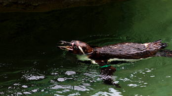 Lefejezve találtak egy pingvint egy német állatkert kifutóján