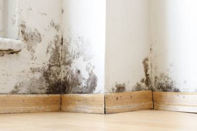 Így tisztítsd meg a falat hosszú időre a penésztől - 4 hatásos szer, amire költened sem kell