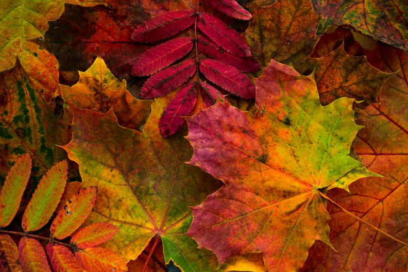10 frappáns őszi közmondás - Te mennyinek ismered a jelentését?