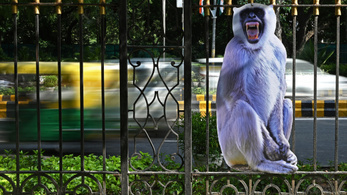 Ordítozó „majomembereket″ is bevetnek a G20-csúcstalálkozón