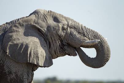 Milyen gyorsan iszik meg egy elefánt 20 liter vizet? Ebből a döbbenetes videóból kiderül