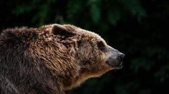 Kétszáz kilós medvét gázoltak halálra Erdélyben