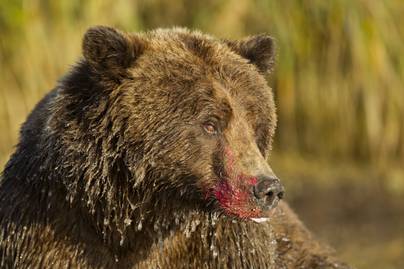 Szétmarcangolta a grizzly a fekete medvét: brutális videó készült az esetről