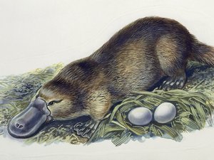 Óriás kacsacsőrű emlős maradványai kerültek elő
