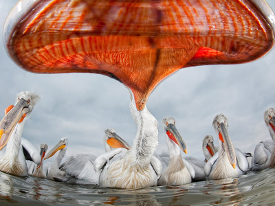Mutáns pelikán az év természetfotója
