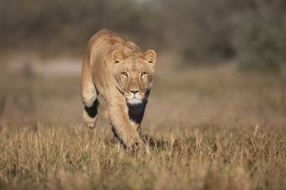Felkapott egy szavanna közepére kirakott kamerát az oroszlán: zseniális, hogy mi történt a következő pillanatban