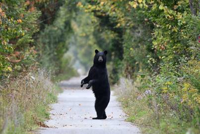 Szögesdrót kerítésre mászott a medve: döbbenetes videó készült az esetről