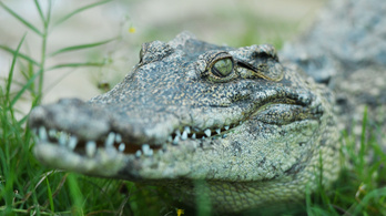 A szélsőséges időjárás miatt krokodilok szabadultak el Kínában