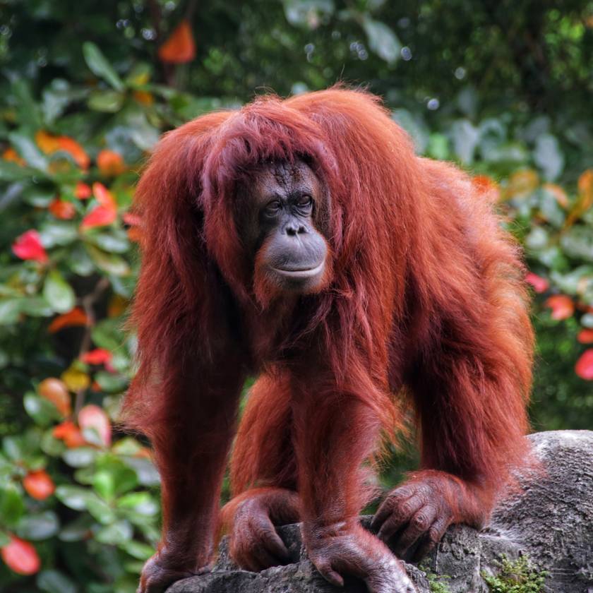 Sokkoló módon bánt el az orangután egy másik állattal az ausztráliai állatkertben: megrázó videó készült az esetről