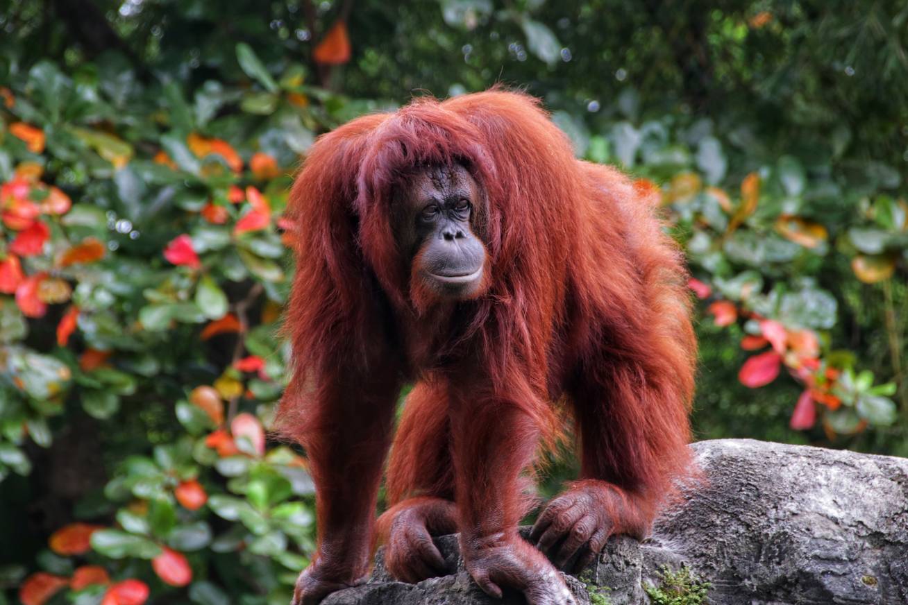 Eldobta az oposszumot az orangután