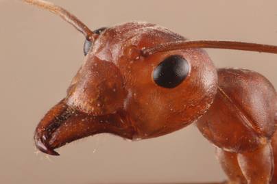 Egzotikus, fájdalmas csípésű hangyák bukkantak fel Európában - Ezért lehetnek nagyon veszélyesek