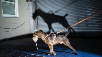 Kutyákkal vadásszák le Washington patkányait