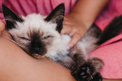 5 különleges kép mentett macskákról, amitől megolvad az ember szíve: így néztek ki az örökbefogadás után