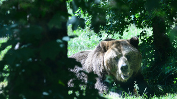 Hatalmas medve randalírozott egy csíkszeredai iskola mellett