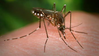 A kémrepülő szúnyogok titkai