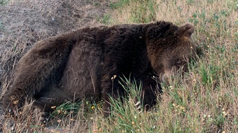 Két medvét is halálra gázoltak Erdélyben