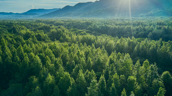 Az erdőtelepítéstől az ingyenes képzésekig – Hogyan lehet egy bank fenntartható?