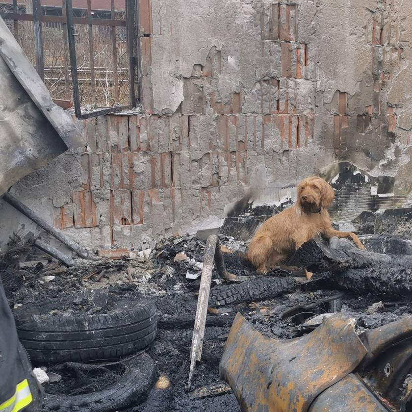 Nyugdíjba ment Kabos, a katasztrófavédelem tűzvizsgáló kutyája: megindító videó készült a búcsújáról