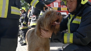 Nyugdíjba megy Kabos, a tűzvizsgáló kutya