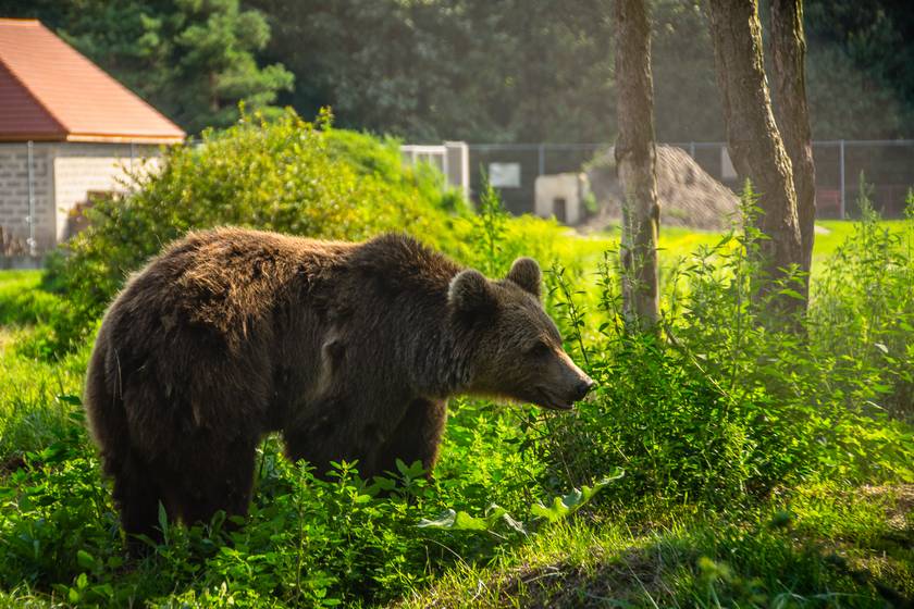 A Romániában élő medvéken már az elköltöztetés sem segíthet egy szakértő szerint: drasztikus megoldást javasolt