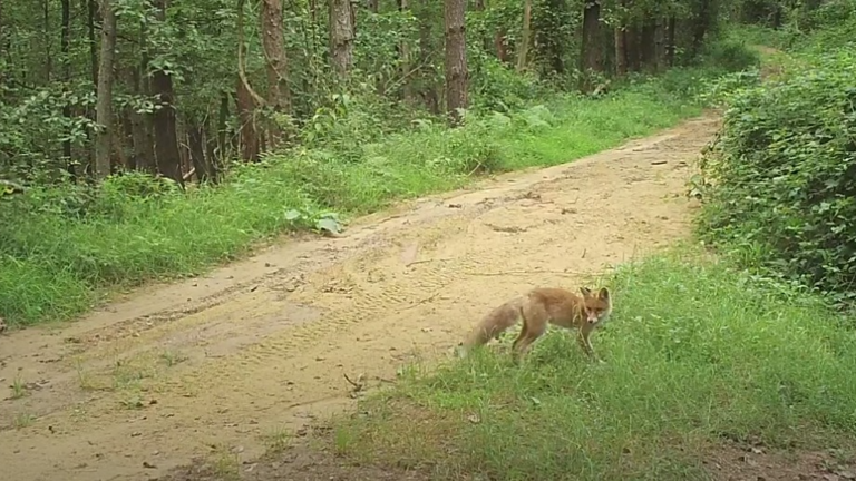 Játékos rókáról készítettek videót a Bükkben