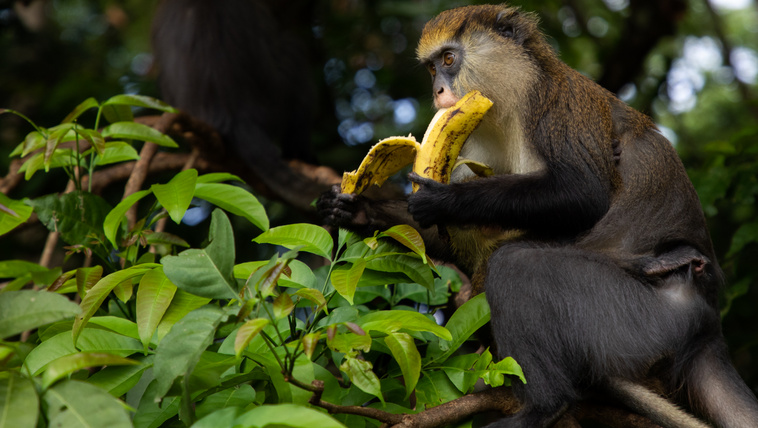 Eltiltották az állatkerti majmokat a banántól