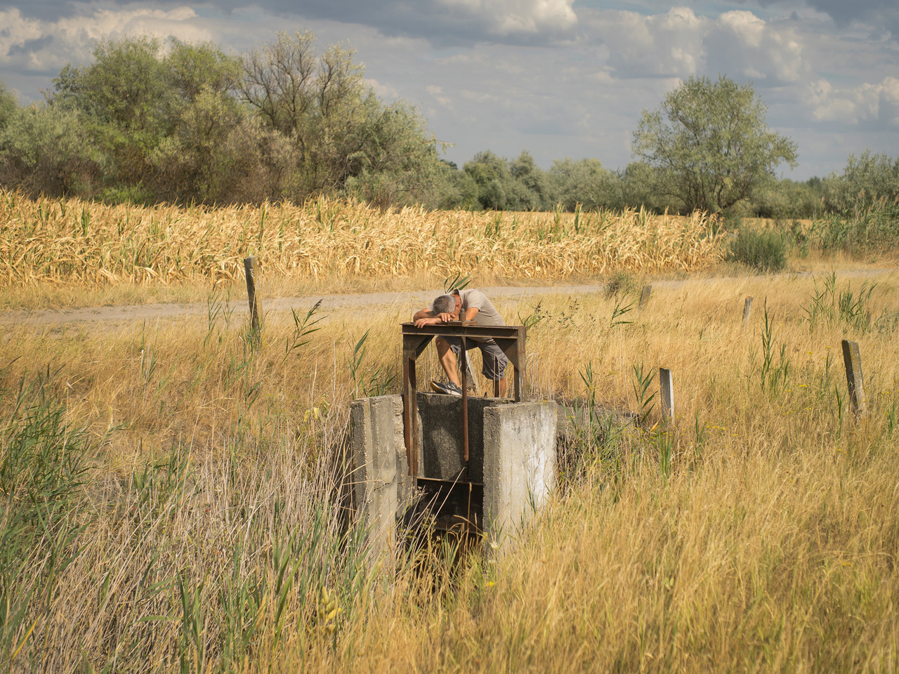 István, a helyi farmer nézi az öntözőcsatorna kiszáradt medrét, a háttérben az aszálytól kiégett
                        kukoricaföld