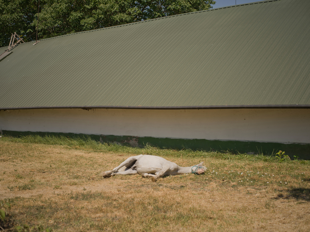 Egy fáradt ló pihen a napégette füvön