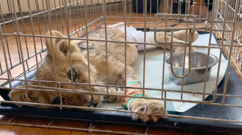 Videón a Szabadkánál megtalált oroszlánkölyök, meg kellett műteni